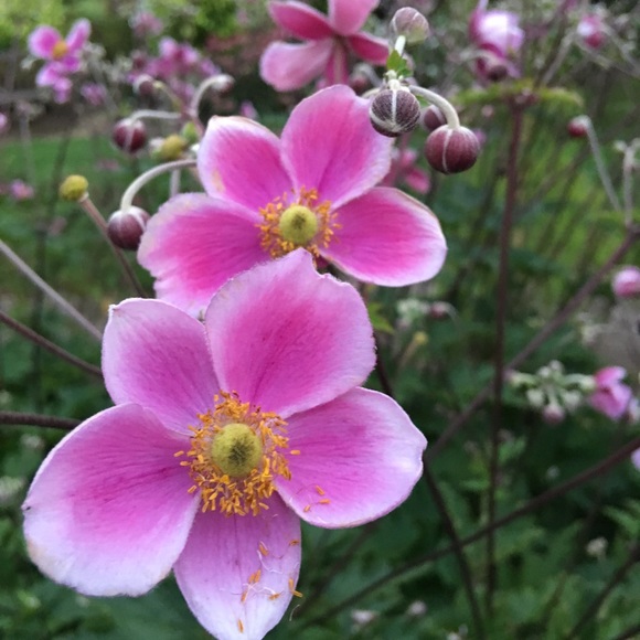 Meet your Posher, Michelle - Picture 1 of 6